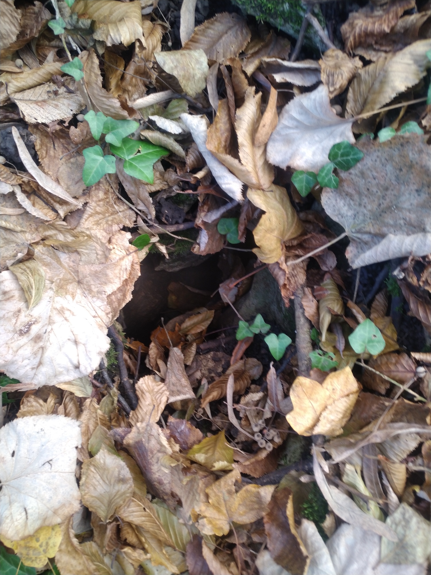 Avenul lui Didi - Image 1